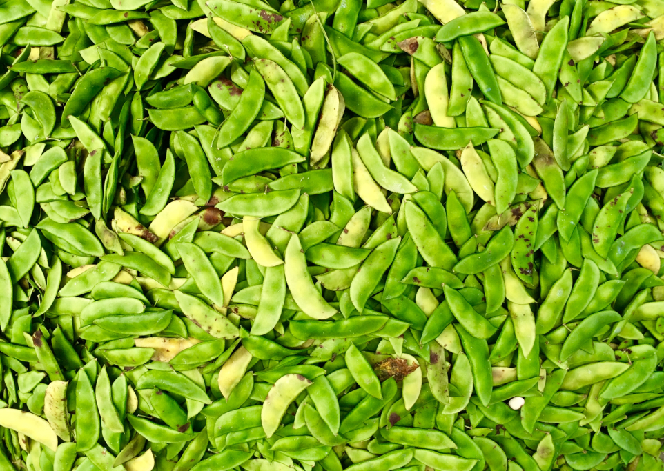 Els mercats locals a Haití. Estudi de millora del mercat de Saint Raphaël